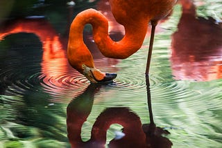 Pink Flamingo in the river