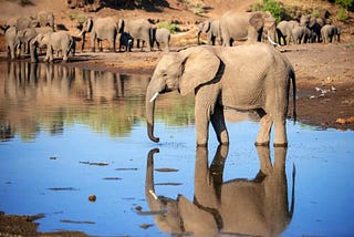 Groundbreaking Discovery: Elephants Communicate Using Unique “Names”
