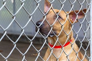 The Holidays in an Animal Shelter: a Double-edged Sword