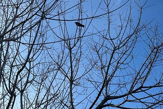 The Sweet Return of Spring Birdsong