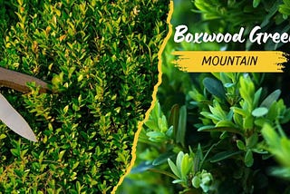 Boxwood Green Mountain: A Classic Choice for Your Garden