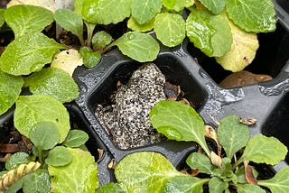 Grey frog nestled in the cell of a flat of seedlings.