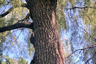 My son in the top of a tree, where he was always more at home than on the ground.