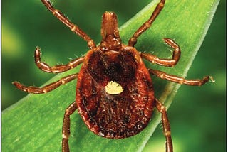 A Tick(ing) Bomb