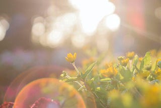 Sunlight on plants, absolutely beautiful.