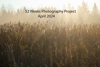 52 Week Photography Project