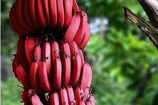 Foto de um cacho de bananas naturalmente vermelhas, com árvores ao fundo (porém desfocadas).