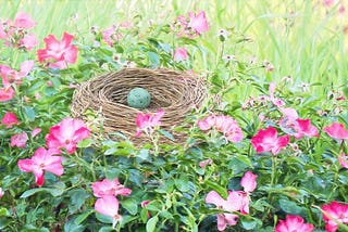 https://pixabay.com/photos/bird-nest-bird-s-nest-robin-egg-2171412/