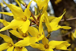 Is forsythia a herbal remedy?