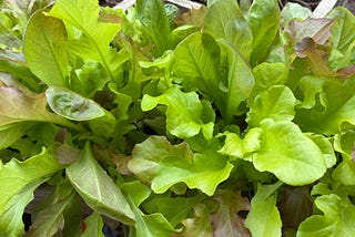 Salad Season & Drawing Lines