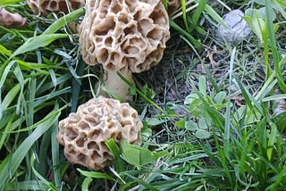 Discover the Secret Health Powers of Guchi Mushrooms (Morels)