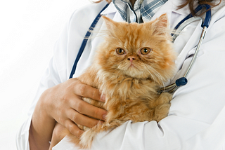 Things Nobody Tells You When You Want To Be A Vet