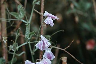 A close-up of pale pink and purple sweet peas in the rain.