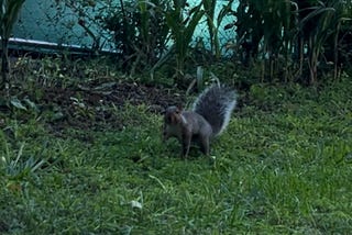 I May Look Normal — But I Wave To Squirrels 🐿️