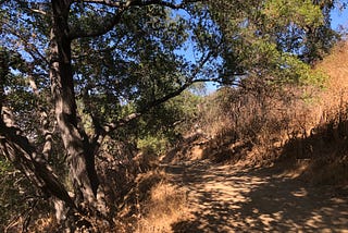 A path on a hillside under the shade of an oak