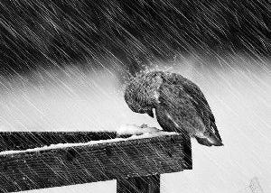 What can we learn from birds when it rains?