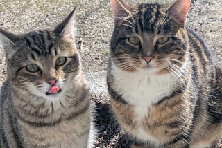 My Cats Are My Gurus