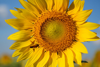 Growing Sunflower Organic Seeds: Your Ultimate Guide to Heirloom, Non-GMO Success!