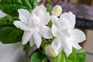 Fragrance — The Expression