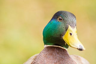 Picture of a duck. The Duck Test does work on passive aggressive behaviour.