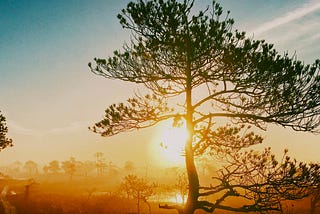 A tree in silhouette of a blue and gold sunrise