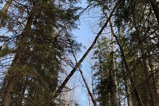 Entering the Boreal forest pine trees loom and birch trees criss-cross above our path. There is a soft light blue sky beyond.