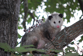 O, opossum … You’re amazing