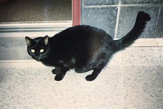 Max, my first old cat