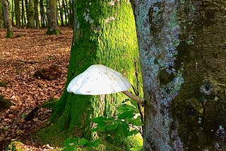 Darß - Du naturreicher LandStrich zwischen Ostsee und Bodden