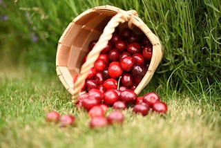 Can Guinea Pigs Eat Cherries? What You Need to Know