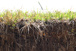 Tending to the grassroots