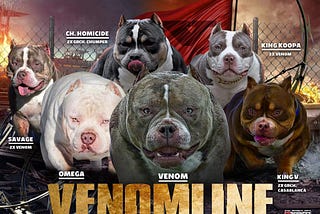 American Bully Stud Service, Best Studs, AI’s & Breeding Timing — Produce Incredible Puppies