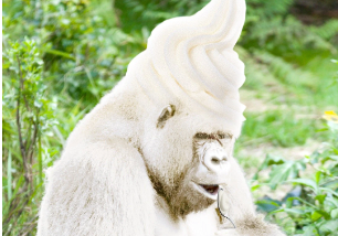 SnowApe — Reflections on Creating a Blockchain Application from Start to Finish
