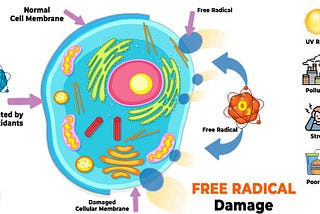 Understanding the Cellular Theory of Ageing