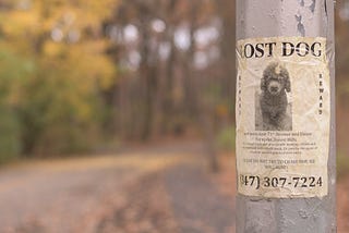 poster of a lost dog on a lamppost by the road