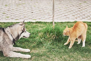 Why Do Dogs Bark at Cats?