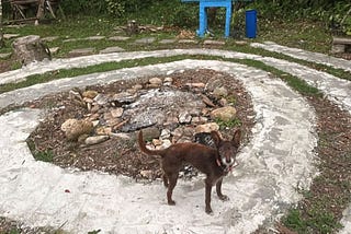 A reza da vida não precisa de racionalidade ou de explicação. É apenas isso e acontece.