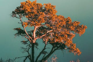 The Treeness Of The Tree Of Historical Trees Of Life