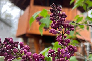 Lilacs are about to bloom