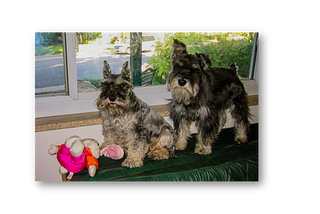 Our Miniature Schnauzers: Teachers and Companions