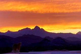 A ginger cat is looking at an orange sunset (credit: Angelica Olson)