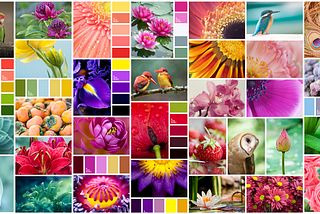 Natural color palettes for UI design