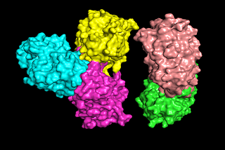 ClusPro Web Sunucusu Kullanılarak Protein-Protein Dockingi Uygulaması