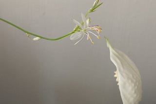 52/5: Extraña