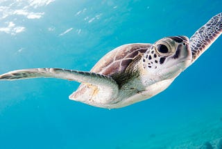 A wonderful image of a sea turtle