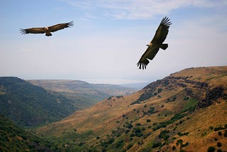 Have you received your WAKE-UP call from Spirit? It’s time to use your wings.