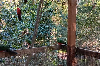 Fine Feathered Friends