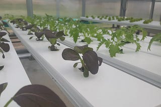 Estimating Hydroponic Crop Production and Transplant Cycles