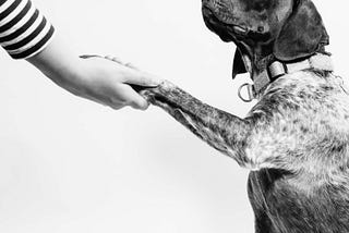 How To Use Positive Reinforcement Training for Your Dog
