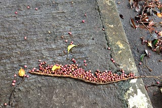 Walking with Zeka in Sao Paulo